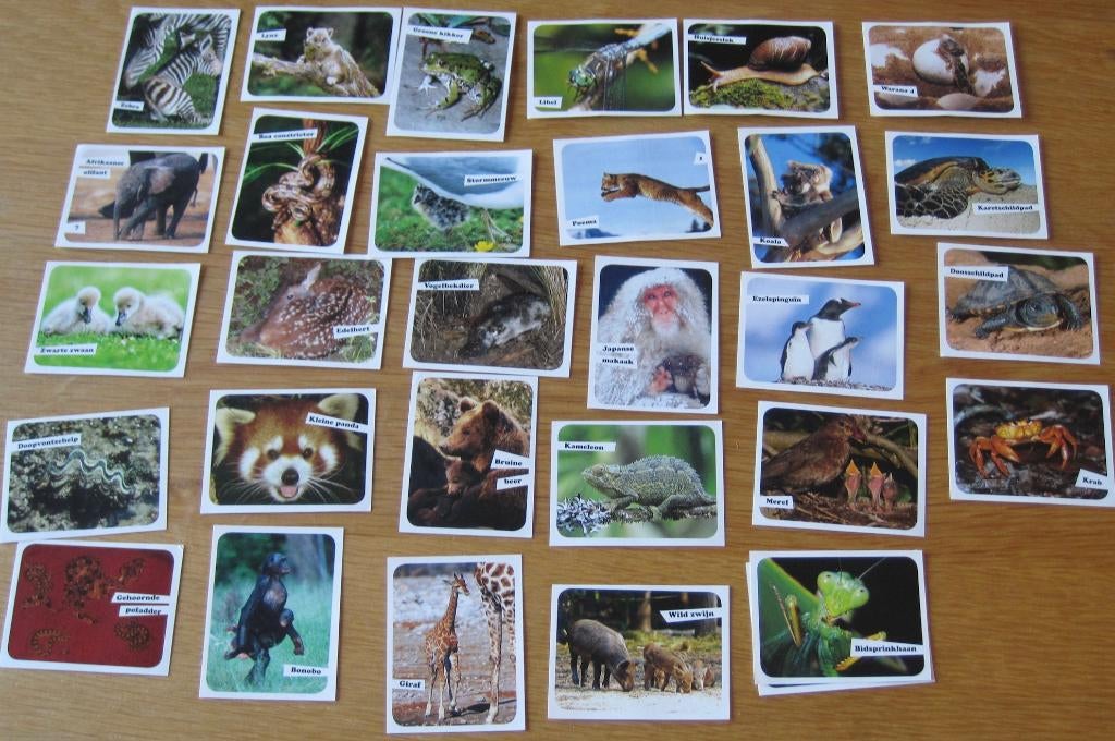 30 dieren plaatjes van supermarkt Deen - 2008, Verzamelen, Supermarktacties, Albert Heijn, Ophalen of Verzenden