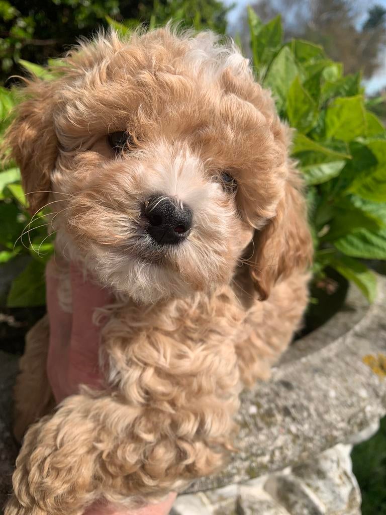 Schitterende Maltipoo/toypoedel pups, Parvo, 8 tot 15 weken, Meerdere, Nederland