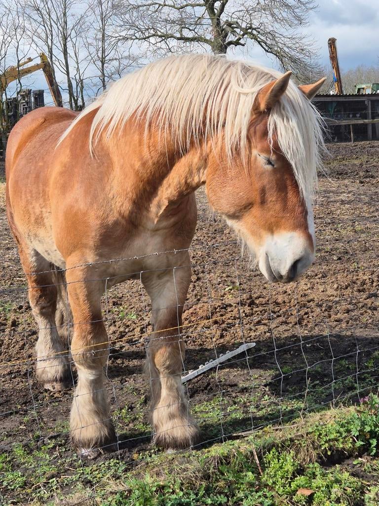 Trekpaard hengst, Dieren en Toebehoren, Paarden, Met stamboom, Niet van toepassing, Hengst, Tuigpaard