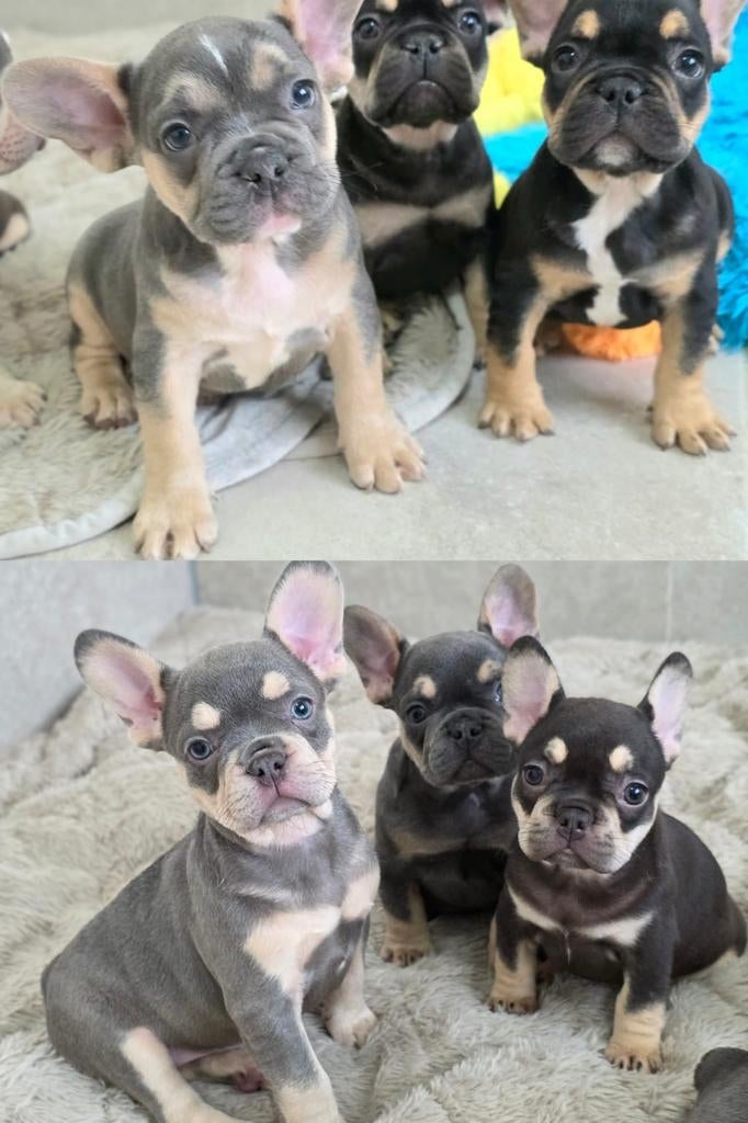 Franse bulldog pups beschikbaar, Parvo, 8 tot 15 weken, Bulldog, Meerdere
