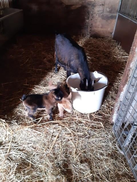 dwerggeit met 2 jongen, Dieren en Toebehoren, Schapen, Geiten en Varkens, Vrouwelijk, Geit