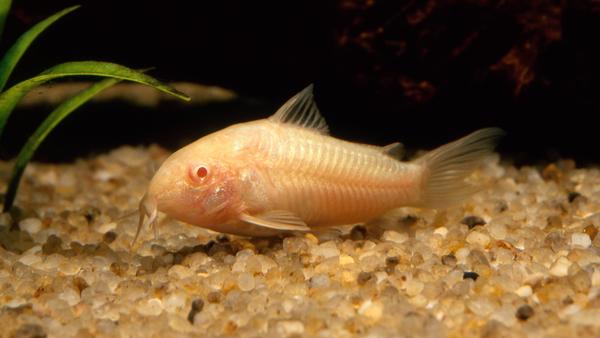 Corydoras Albino - Albino Corydoras, Vis, Zoetwatervis