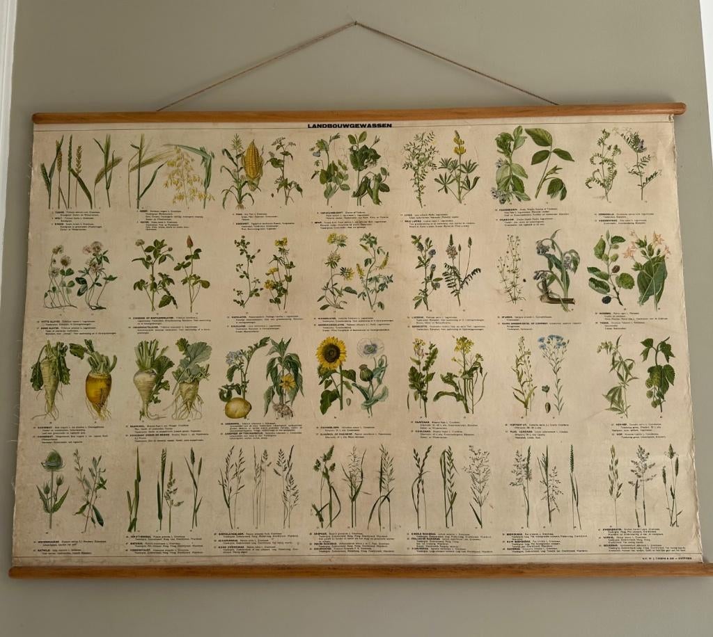 antieke schoolplaat Landbouwgewassen, Antiek en Kunst, Antiek | Schoolplaten, Ophalen of Verzenden, Natuur en Biologie
