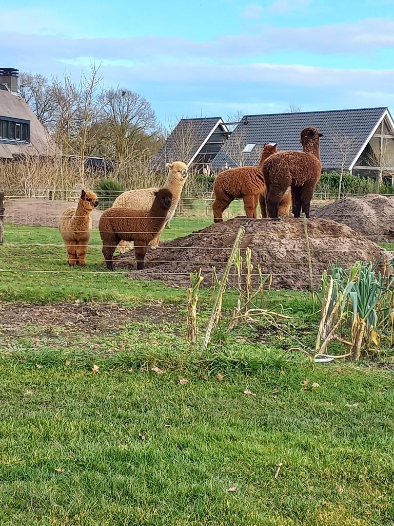 alpaca dieren, Juni, Mannelijk