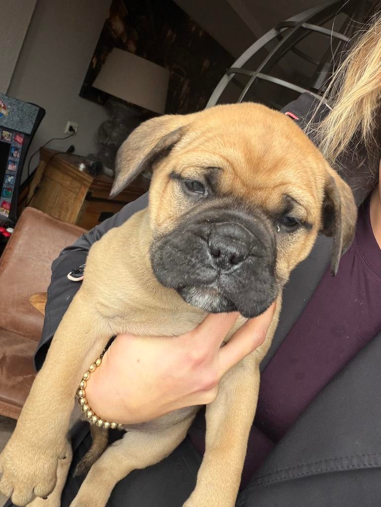 Prachtige Bullmastief pups te koop, Overige rassen, 8 tot 15 weken, Parvo, Meerdere