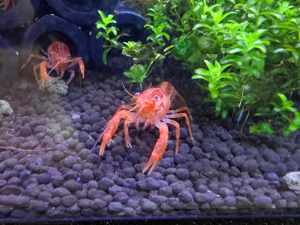 Cpo kreeftjes, Dieren en Toebehoren, Kreeft, Krab of Garnaal