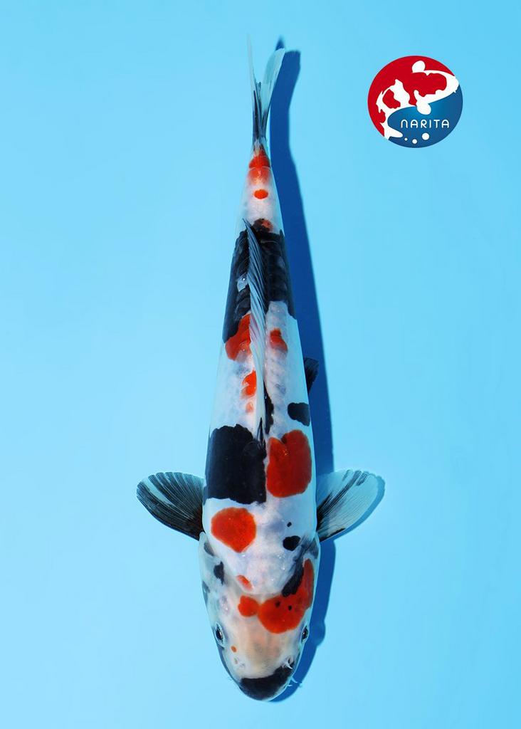 Miyatora Tosai Doitsu Showa, Karper of Koi