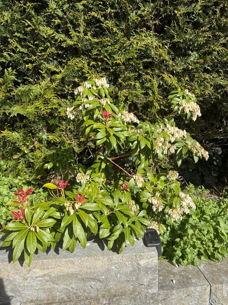Rotsheide plant met witte bloemen, Tuin en Terras, Planten | Tuinplanten, Vaste plant, Halfschaduw, Lente, Ophalen