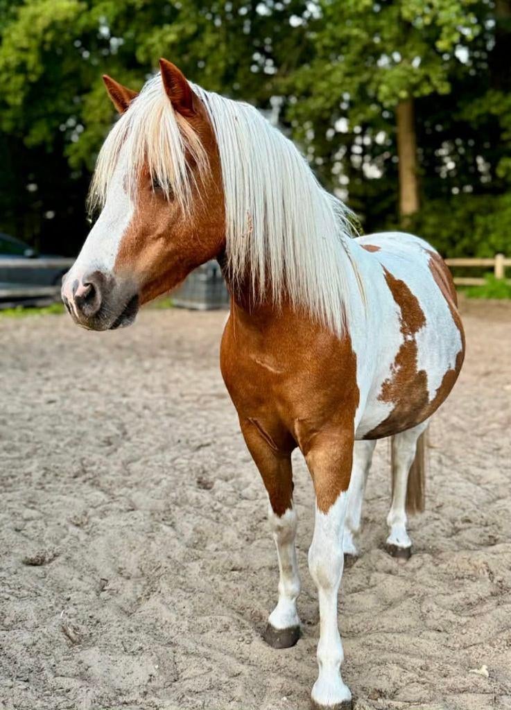 Prachtige NMPRS pony betuigd, Dieren en Toebehoren, Pony's, Met stamboom, Ruin, Niet van toepassing, A pony (tot 1.17m)
