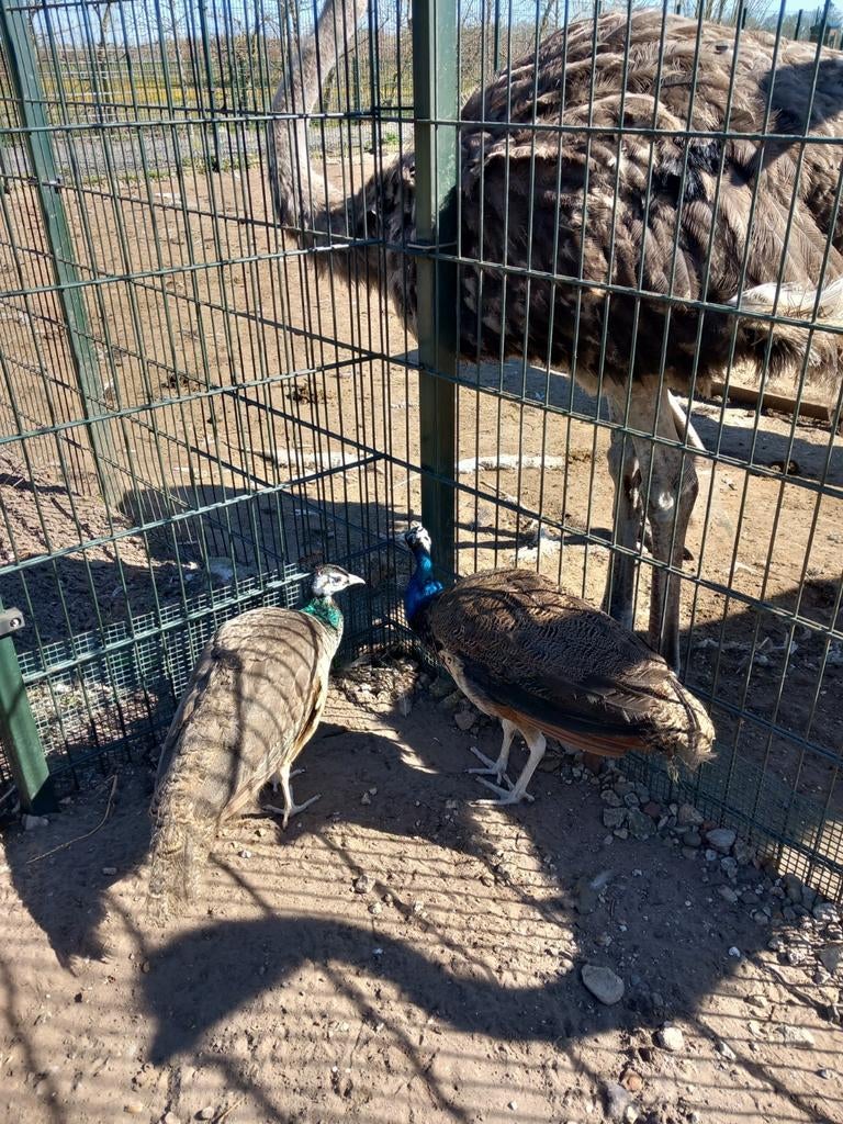 Jong koppel blauwe pauwen uit 2025, Meerdere dieren, Overige soorten