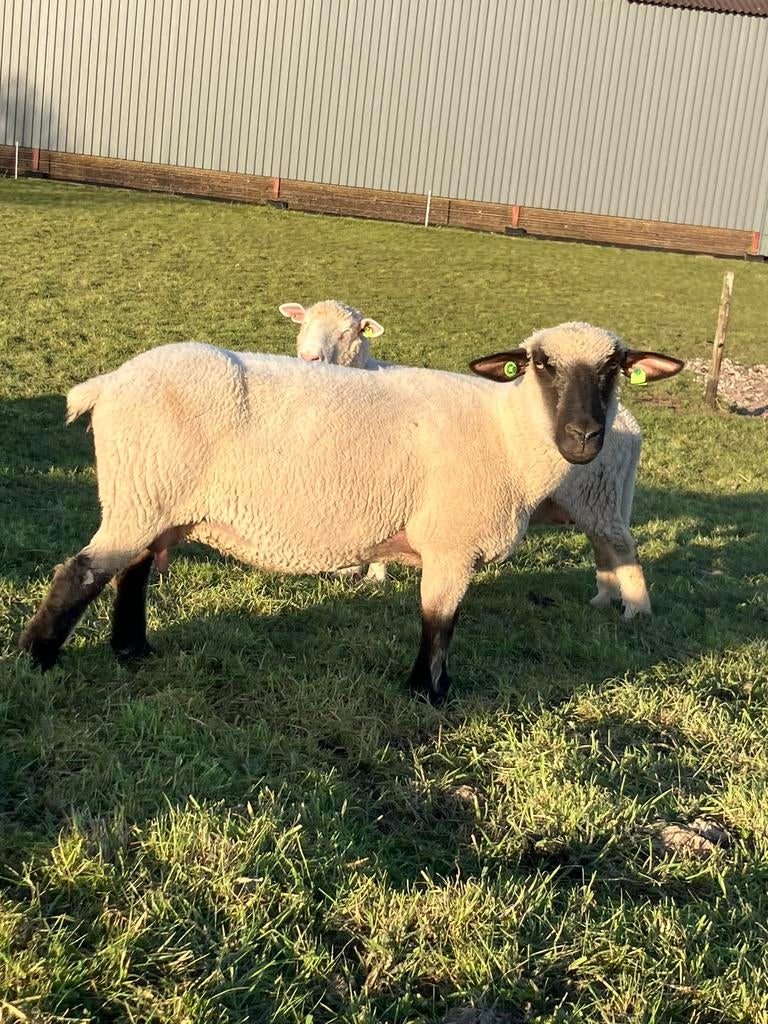 4 hampshire down ooien, Vrouwelijk, Schaap