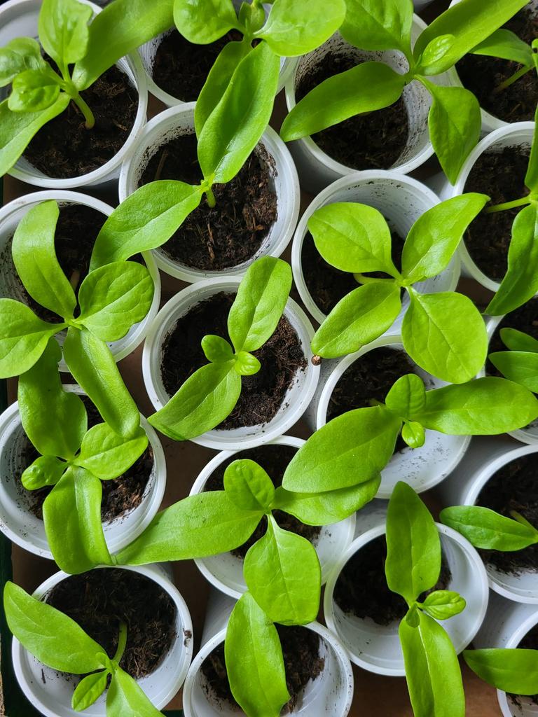 Surinaamse spinazie, Ophalen, Eenjarig, Groenteplanten, Volle zon