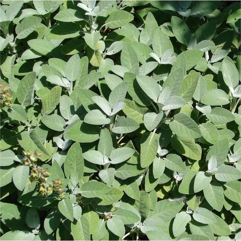 Salie (kruid - vaste plant), Ophalen, Volle zon, Vaste plant, Bloeit niet