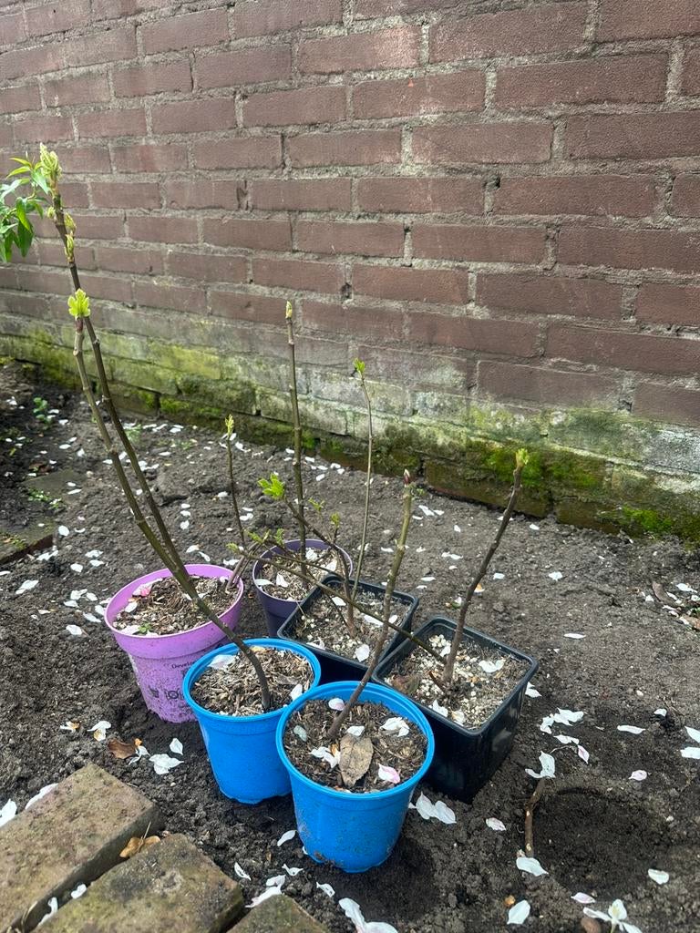 Vijgenboom, Tuin en Terras, Planten | Bomen, Ophalen of Verzenden