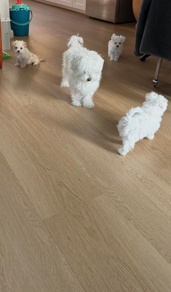 Maltezer/Maltipo pups, Maltezer, 8 tot 15 weken, Parvo, Meerdere