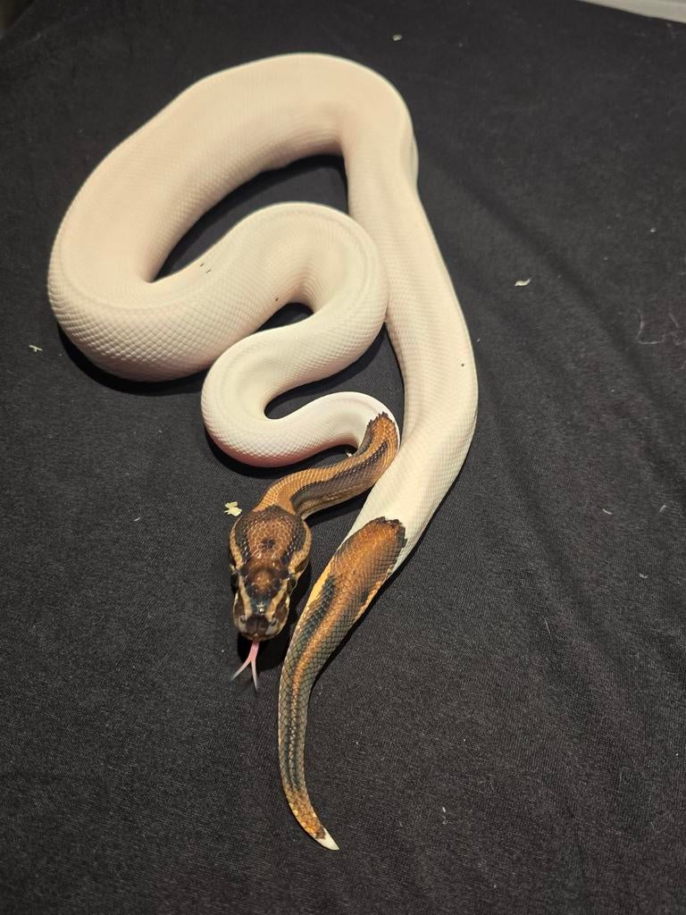 1.0 leopard pied DH dg clown ball python, Dieren en Toebehoren, Reptielen en Amfibieën, Slang, 0 tot 2 jaar