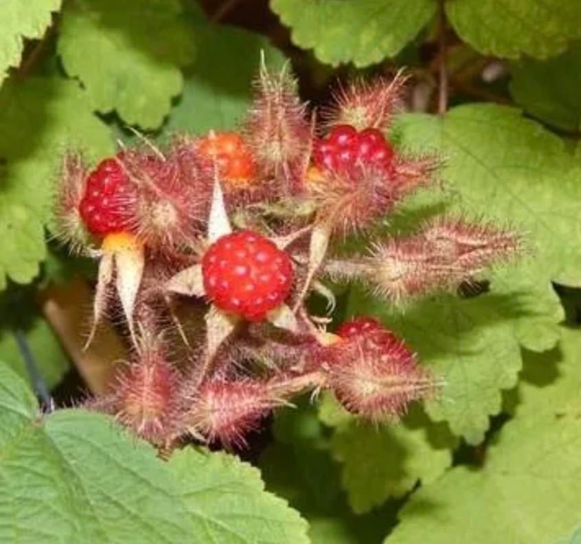 Stekken Japanse Wijnbes, biologisch., Ophalen, Minder dan 100 cm, Overige soorten, Zomer