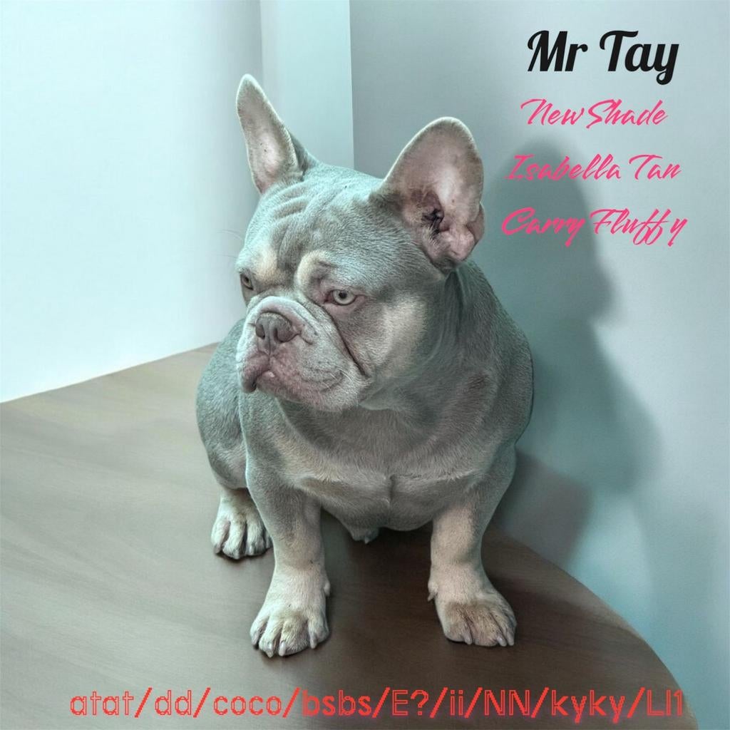 New shade isabella en tan franse bulldog reu, Dieren en Toebehoren, Honden | Bulldogs, Pinschers en Molossers, Particulier, Reu