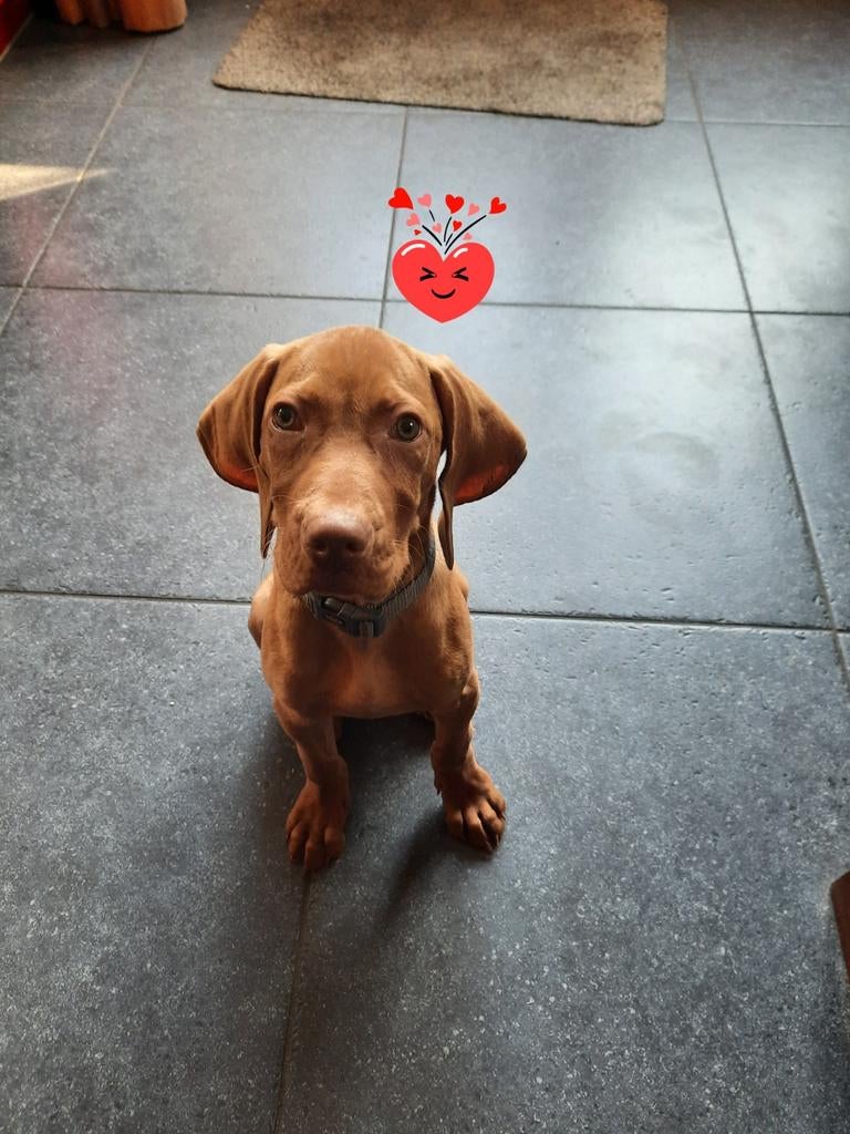 Vizsla pups, HCC (leverziekte), Overige rassen, 8 tot 15 weken, Meerdere
