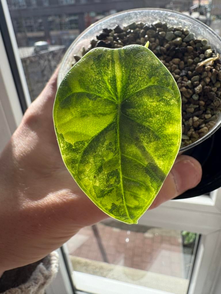 Alocasia melo variegata, Ophalen of Verzenden, Halfschaduw, Minder dan 100 cm