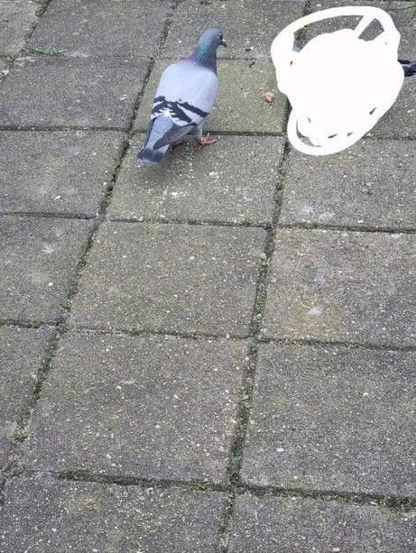 Postduiven Gratis, Dieren en Toebehoren, Vogels | Duiven, Meerdere dieren, Overige soorten