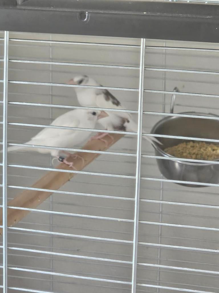 Japanse Meeuwen koppel met nieuwe kooi, Meerdere dieren