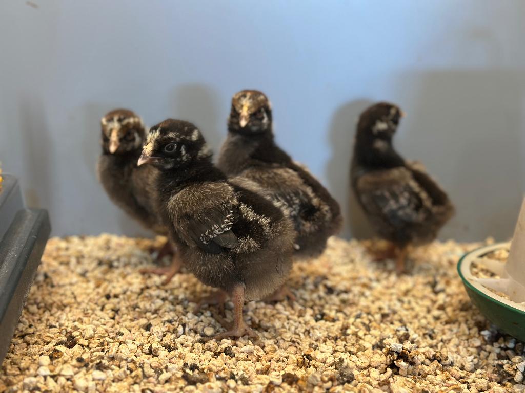 Jonge tamme Wyandotte kuikens gesekst & ingeënt, Dieren en Toebehoren, Pluimvee, Vrouwelijk, Kip