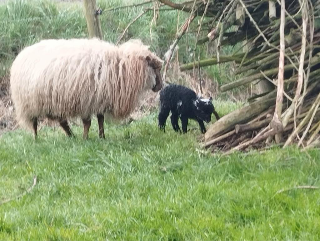 Quessantschapen met lam te koop, Dieren en Toebehoren, Schapen, Geiten en Varkens