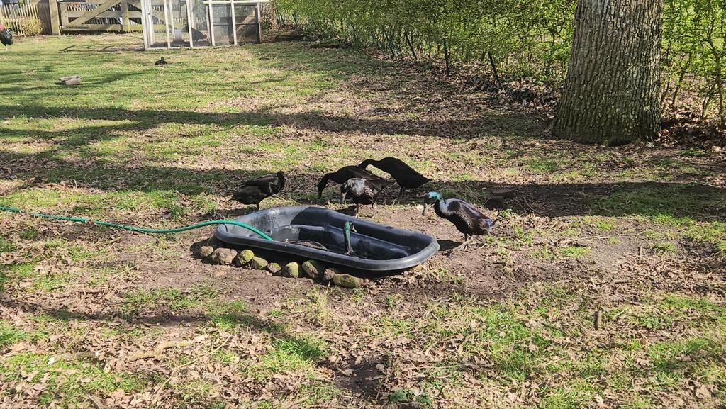 Broed eieren Indische loopeend (zwart), Dieren en Toebehoren, Pluimvee, Geslacht onbekend, Eend