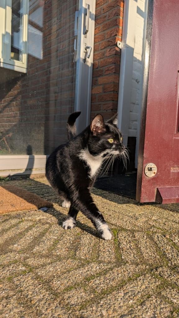 Nieuw huis gezocht voor kat Nala, Dieren en Toebehoren, Ophalen of Verzenden