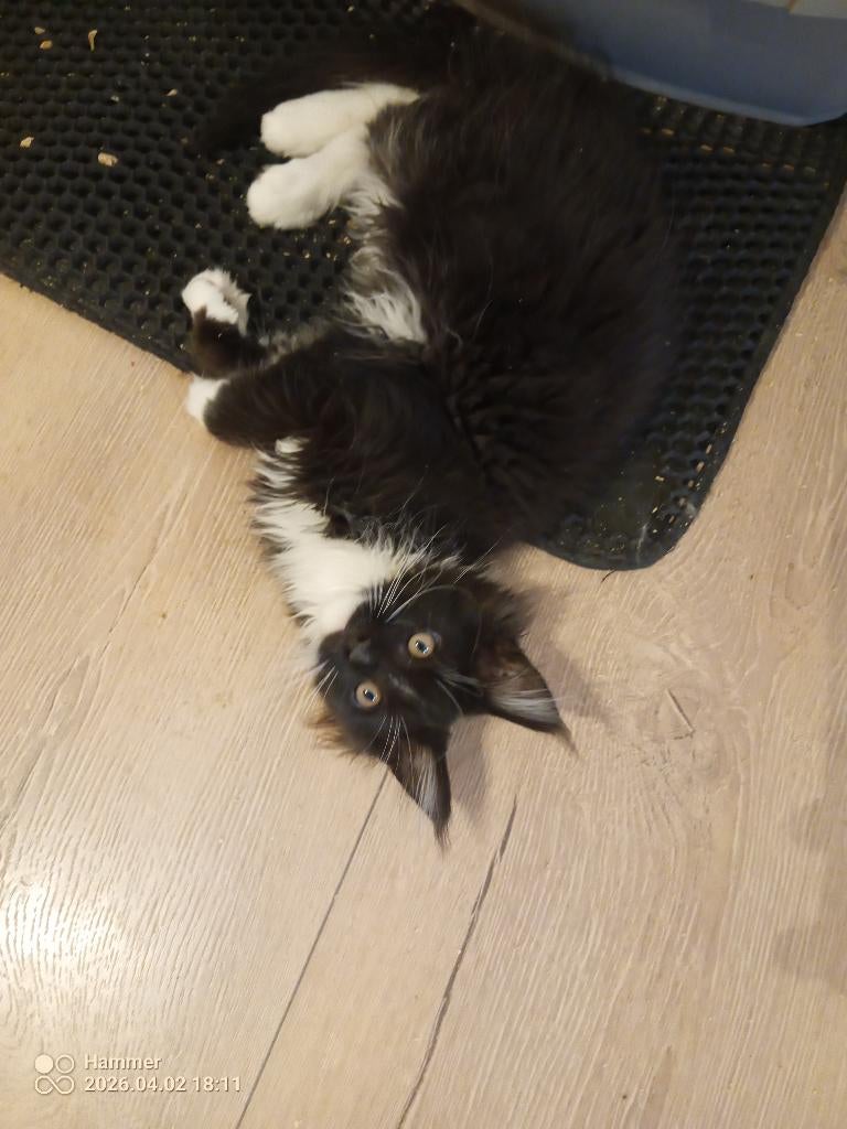 Russische Maine Coon kittens met stamboom, Meerdere dieren, Met stamboom, 0 tot 2 jaar