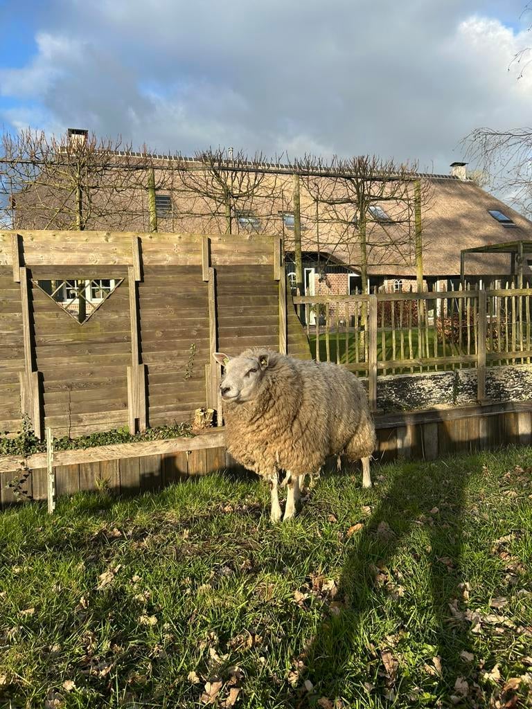 Swifter dekram, Dieren en Toebehoren, Schapen, Geiten en Varkens, Mannelijk, Schaap