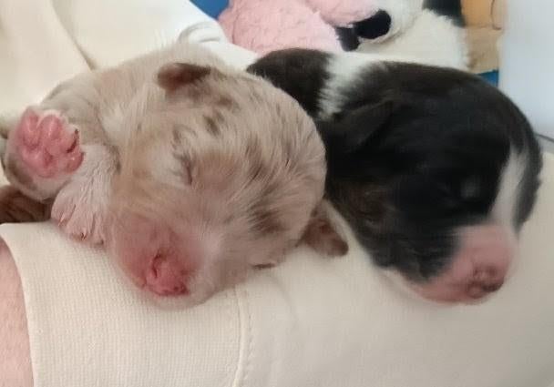 Australian Shepherd Pup 2 reutjes beschikbaar, 8 tot 15 weken, Meerdere, Meerdere dieren, Herder