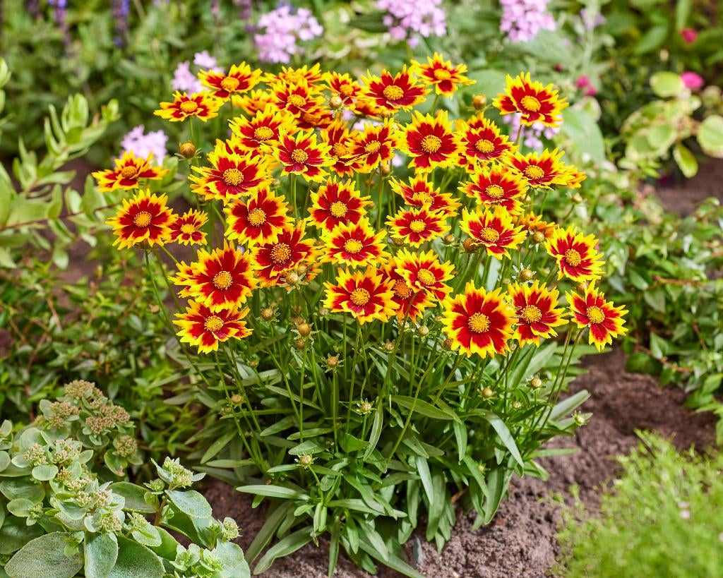 Coreopsis, Ophalen of Verzenden, Voorjaar, Volle zon, Wortelstok