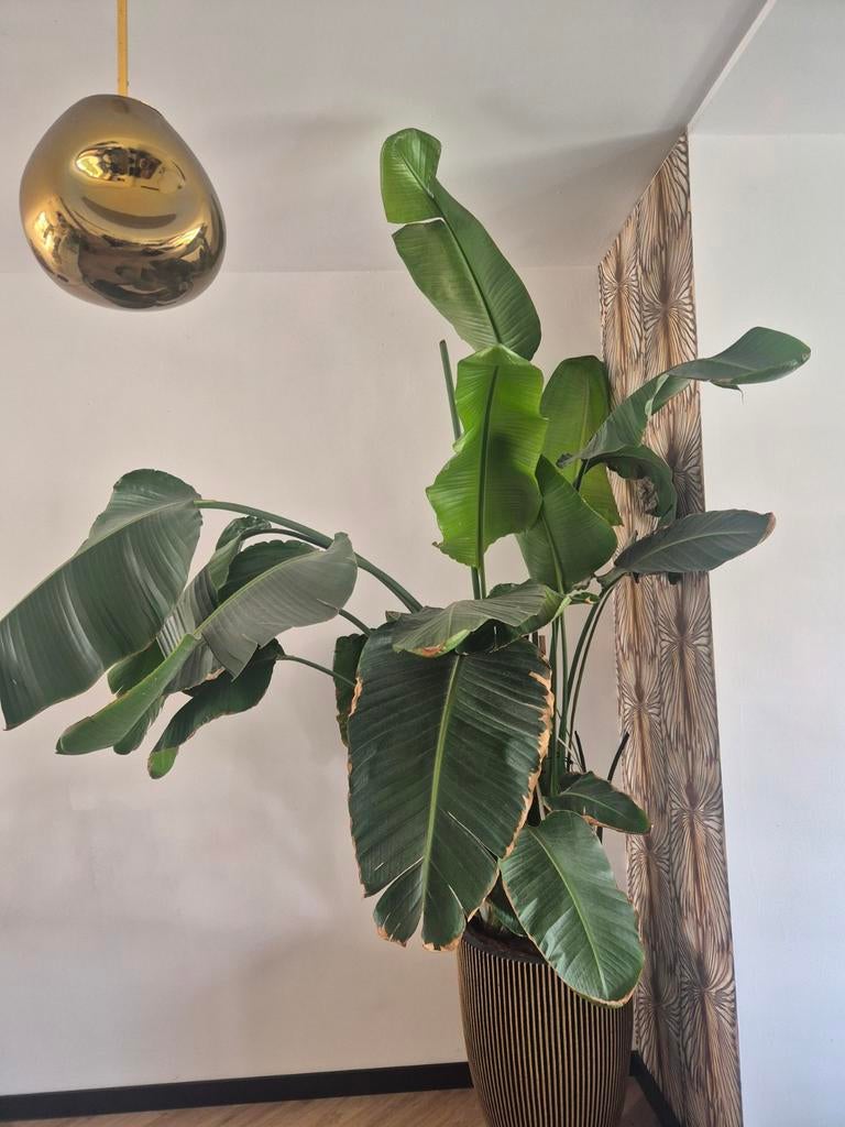2x Strelitzia nicolai, Huis en Inrichting, Kamerplanten, Ophalen