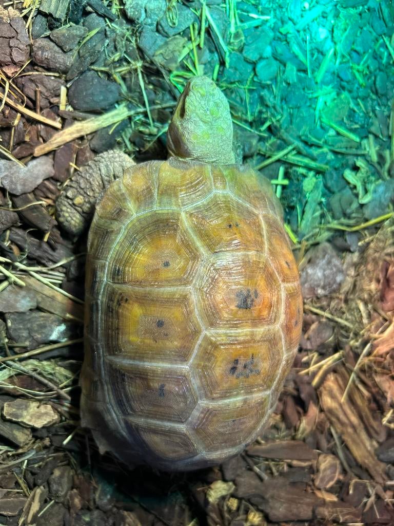 Landschildpad - geelkop - Indotestudo Elongata Tortoise - unknown for sale from PaletBoom