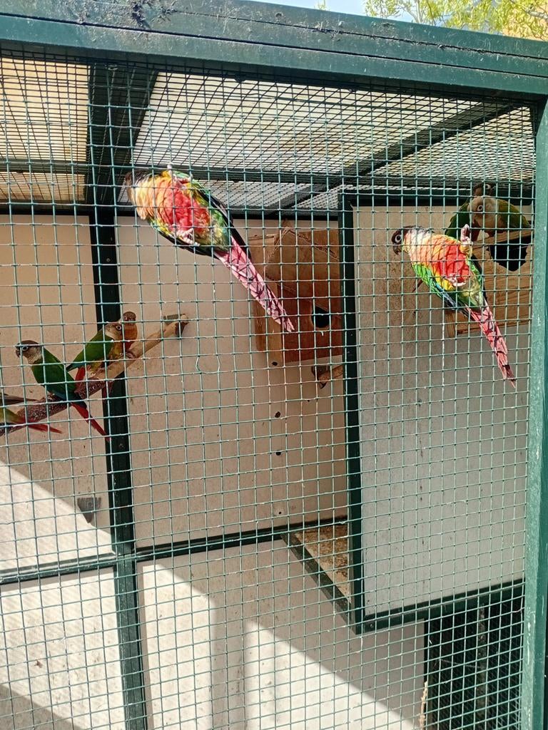 Roodbuik parkieten, Dieren en Toebehoren, Vogels | Parkieten en Papegaaien, Meerdere dieren, Parkiet