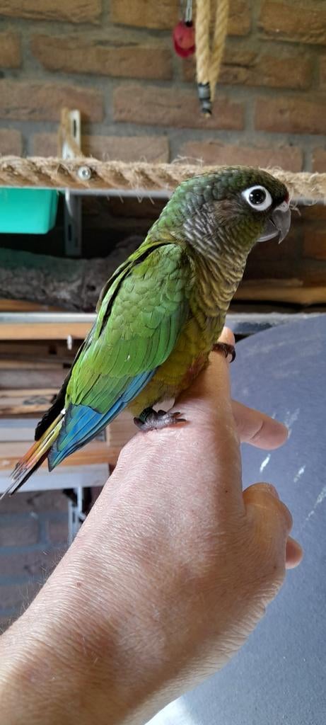 1 x jonge pyrrhura tam is een man Foto's zijn van 30-3-2026, Dieren en Toebehoren, Meerdere dieren, Dwergpapegaai of Agapornis