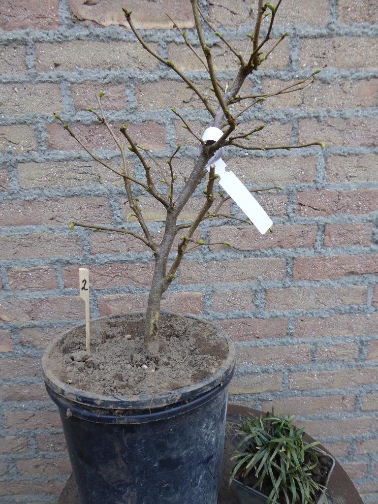 Bonsai: Corylus avelana (Hazelaar), Tuin en Terras, Ophalen, Bloeit niet, Halfschaduw, Overige soorten