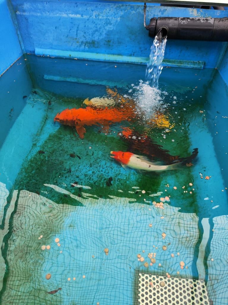 Jumbo koi 125 euro pst desgewenst bezorgd aan huis, Dieren en Toebehoren, Vissen | Vijvervissen, Karper of Koi