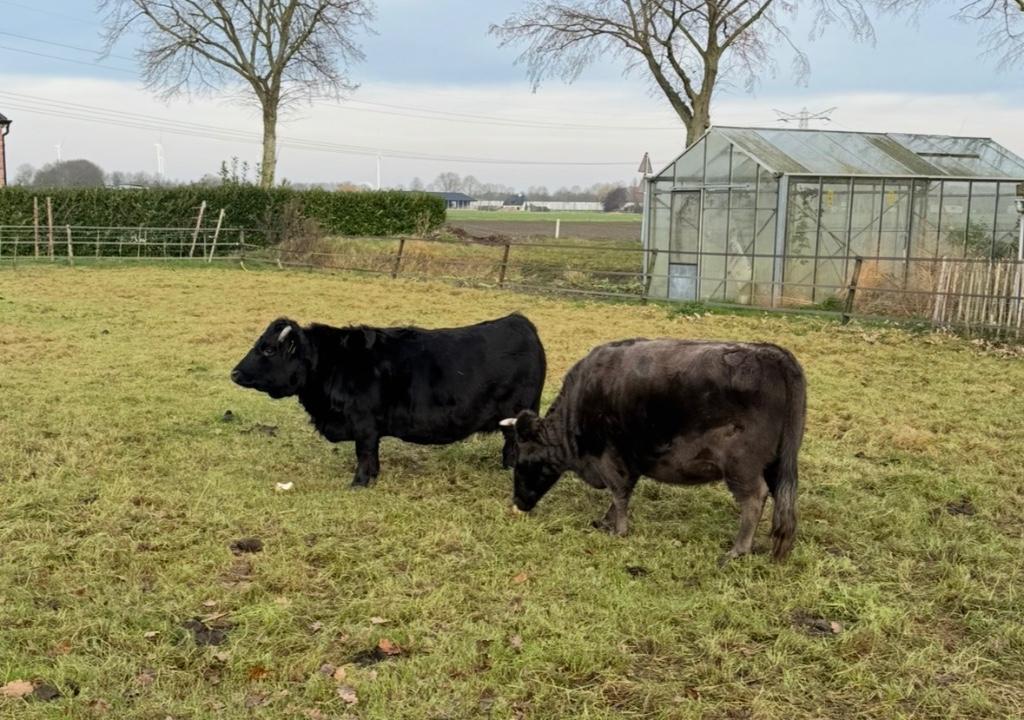 Dahomey mini koeien, Dieren en Toebehoren, Runderen, Vrouwelijk, 7 tot 10 jaar