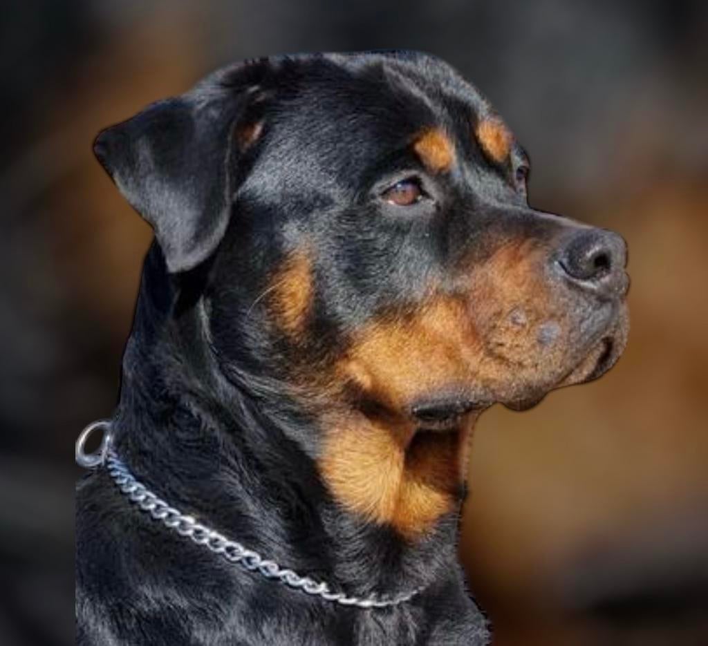✅ rottweiler ✅ pups ✅.  Friesland, 8 tot 15 weken, Parvo, Meerdere, Meerdere dieren