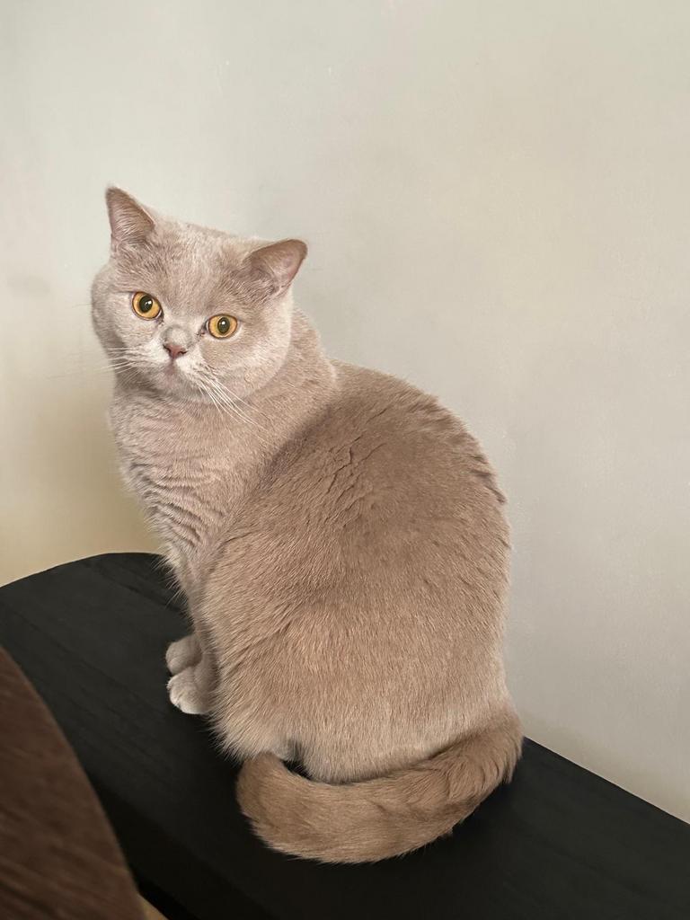 Lieve Britse Korthaar poes Bella zoekt nieuw thuis, Dieren en Toebehoren, Katten en Kittens | Overige Katten, Poes