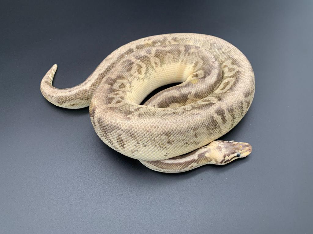 1.0 super pastel black pastel het pied python regius Reticulated Python - male for sale from DemonSnakes