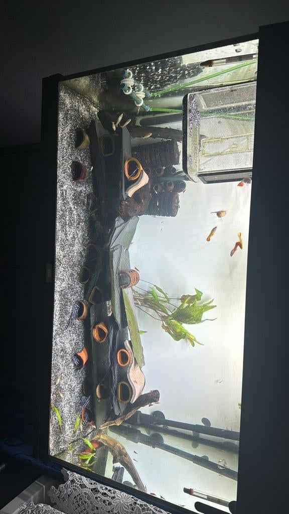 Bewezen kweekgroep L046, Dieren en Toebehoren, Vis