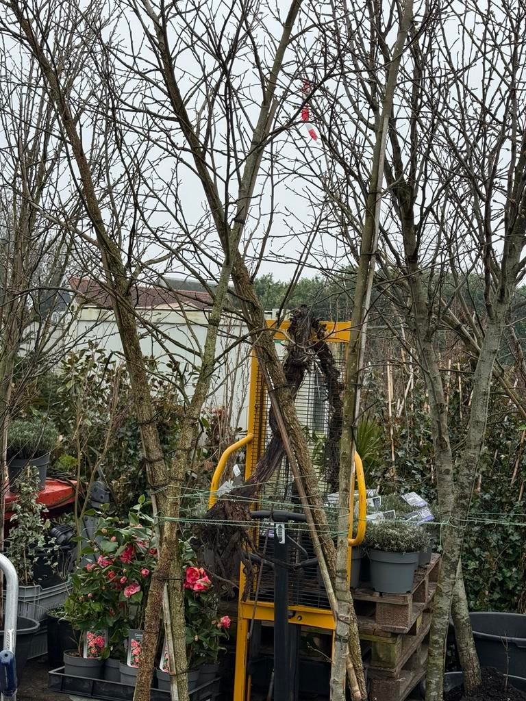 Liguidambars  amberboom hoog 4 meter komen er nog 4. Aan, Bloeit niet, Overige soorten, Ophalen, Volle zon