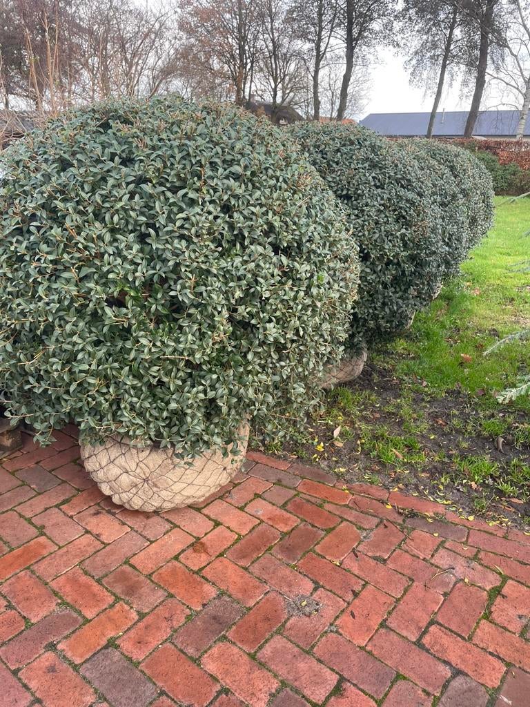 Schijnhulst Osmanthus bolvorm leverbaar tot 150 cm diameter., Ophalen, Overige soorten, Struik, 100 tot 250 cm