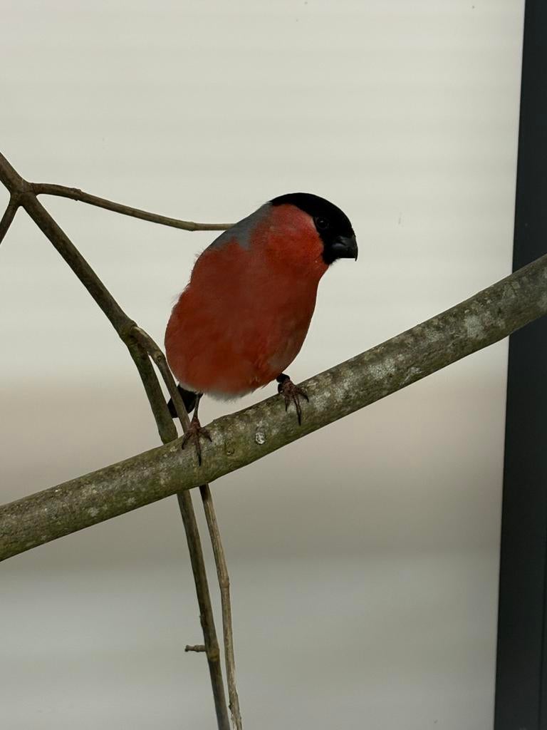 Noorse goudvinken, Dieren en Toebehoren, Vogels | Overige Vogels, Meerdere dieren, Wildzangvogel, Geringd