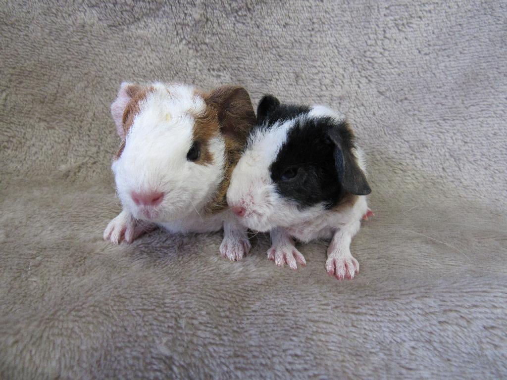 Enkele baby cavia's, Dieren en Toebehoren, Knaagdieren, April, Meerdere dieren, Cavia