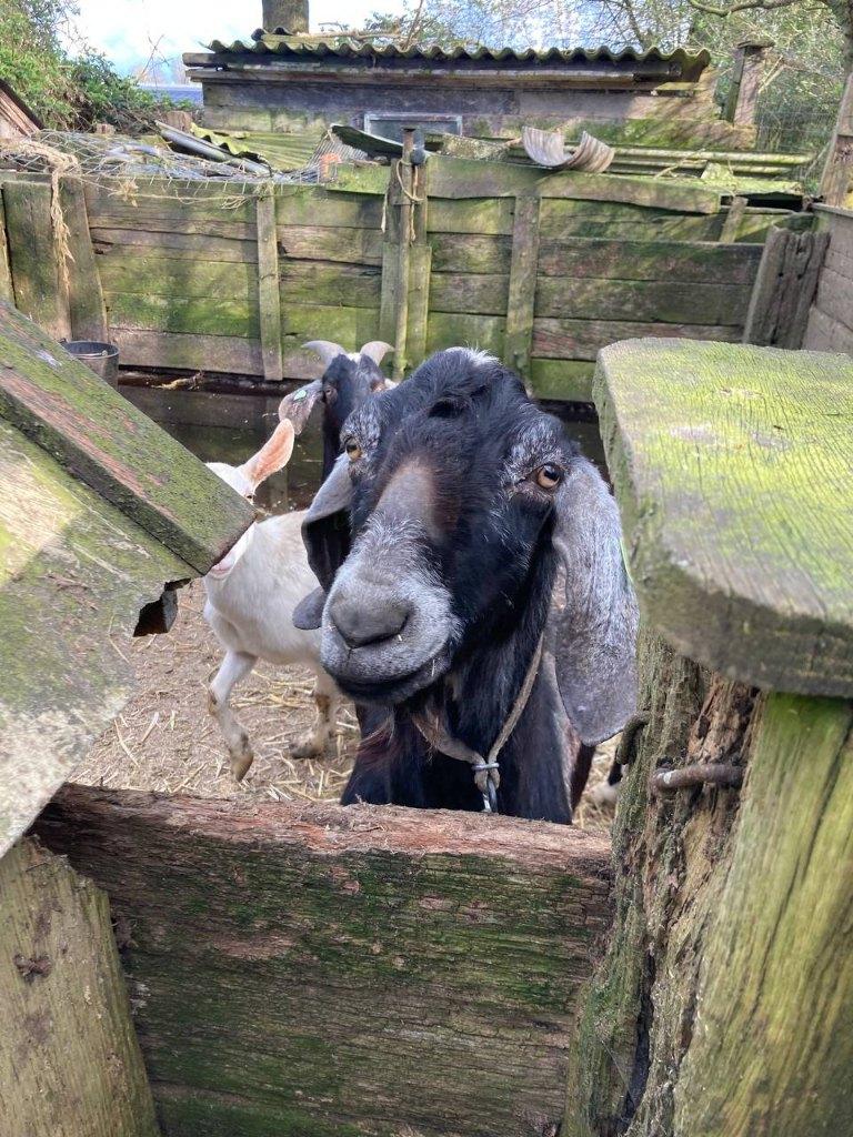nubische geitenbok, Schaap